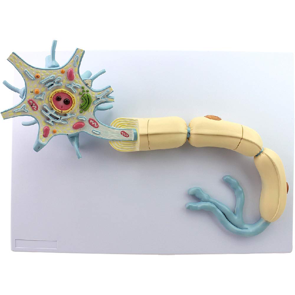 ニューロン人間 ニューロン、アストロサイト、オリゴデンドロサイトのマーカー